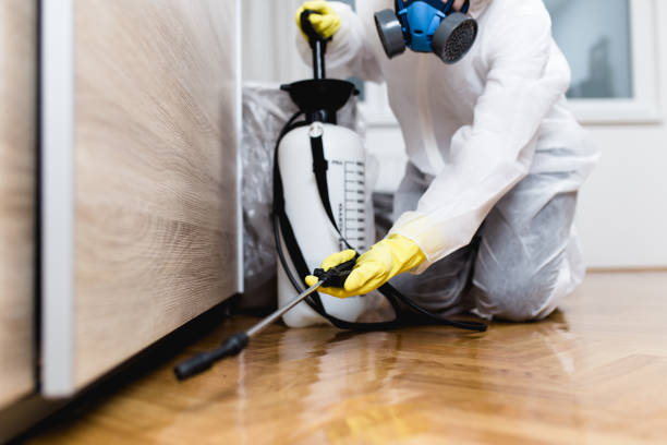 Best Termite Control Services  in Flatwoods, KY